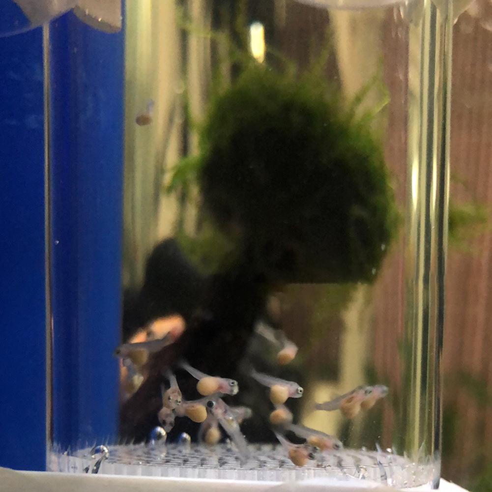 40mm Incubator Visbroederij Ei - Aquarium Fish Eggs recensie en prijs