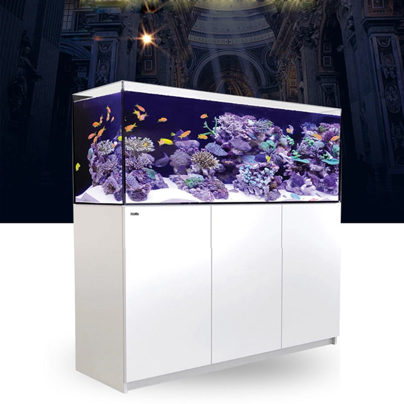 2026 Hot Selling Groothandelsp - Aquarium Fish And Price recensie en prijs